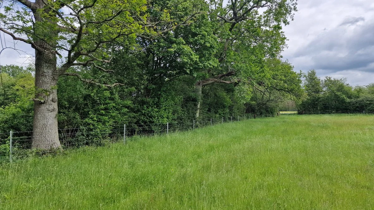 A woodland edge photographed during Leith fieldwork; representative habitat image